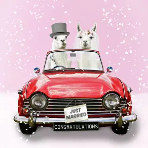 Llamas: Llamas, wedding couple driving car in Top Hat