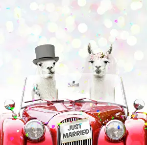 Llamas: Llamas, wedding couple driving car in Top Hat