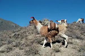 Glama: Llamas - at work