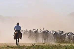 Bogs: Llanero on horseback leading a herd of cows brahmans