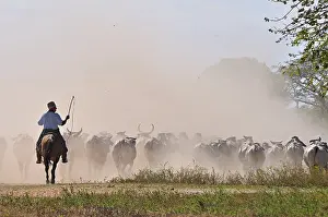 Bogs: Llanero on horseback leading a herd of cows brahmans