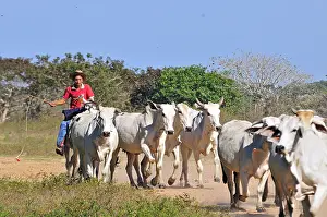 Bogs: Llanero on horseback leading a herd of cows brahmans