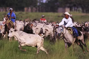 Bogs: Llaneros horseback leading a herd of cows Venezuela