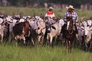 Bogs: Llaneros horseback leading a herd of cows Venezuela