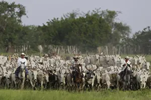 Bogs: Llaneros horseback leading a herd of cows Venezuela