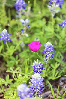 Wilson: Llano, Texas, USA. Bluebonnet and Winecup wildflowers