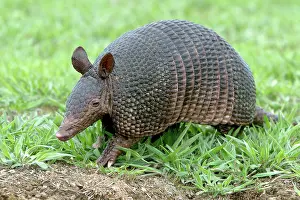 Sabanicola: Llanos Long-nosed Armadillo