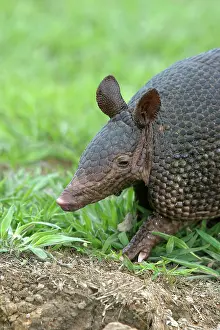 Sabanicola: Llanos Long-nosed Armadillo