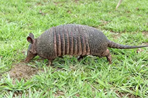 Sabanicola: Llanos Long-nosed Armadillo