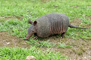 Sabanicola: Llanos Long-nosed Armadillo