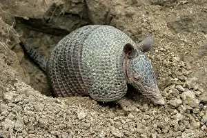 Sabanicola: Llanos Long-nosed Armadillo