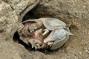 Sabanicola: Llanos Long-nosed Armadillo - on back