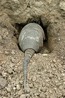 Sabanicola: Llanos Long-nosed Armadillo - entering burrow