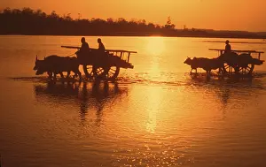 Beef: Loaded bullock carts crossing Rapti river at sunset Nepal