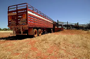 Loading: Loading cattle for trip to the sale yard.Bushy