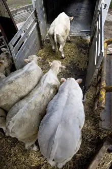 Trucks: Loading of charolais weanlings in a livestock van