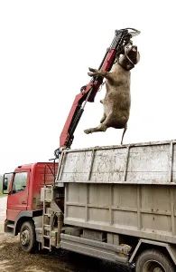 Trucks: Loading a cow died in the truck rendering