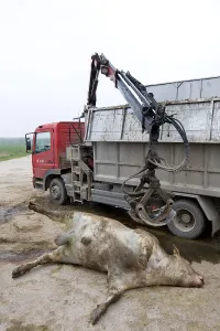 Trucks: Loading a cow died in the truck rendering