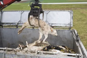 Trucks: Loading of a dead calf in the squarer's truck France