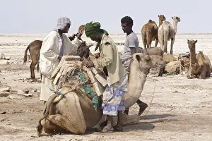 Dromedary: Loading Salt bricks Lake Karoum Danakil Depression