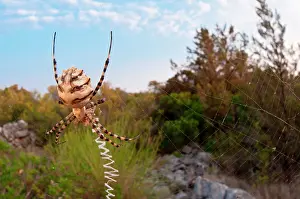 Webs: Lobed Argiope/ Wasp Sider on its giant web with prey