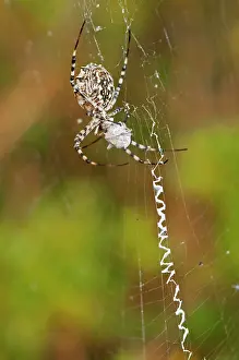 Webs: Lobed Argiope / Wasp Sider on web with prey
