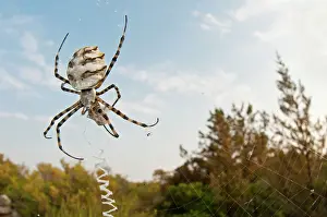 Argiope: Lobed Argiope / Wasp Sider on web with prey