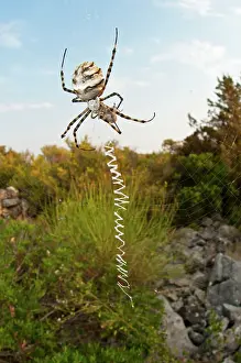 Argiope: Lobed Argiope / Wasp Sider on web with prey
