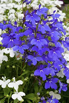 Sapphire: Lobelia
