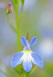 Lobelia: Lobelia