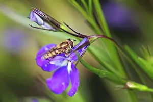 Hoverflies: Lobelia