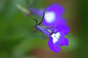 Sapphire: Lobelia