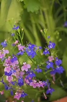 Lobelia: Lobelia