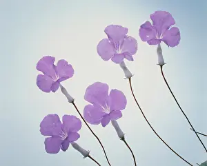 Lobelia: Lobelia