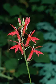 Lobelia: LOBELIA CARDINALIS - USA