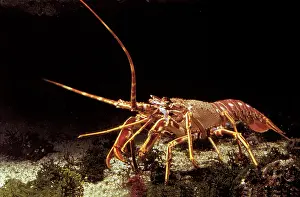 Lobsters: Lobster
