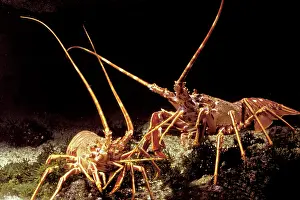 Lobsters: Lobster
