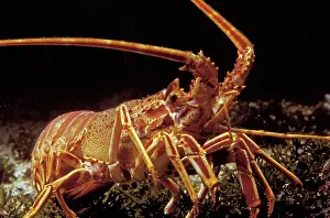 Lobsters: Lobster