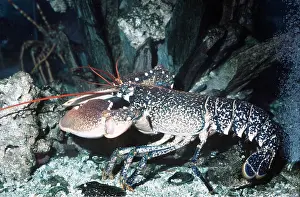 Lobster: LOBSTER