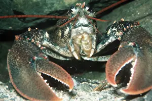 Lobster: LOBSTER