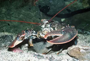 Lobster: LOBSTER