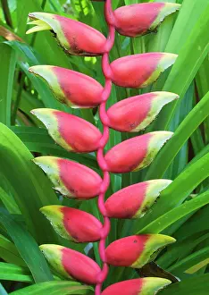 Rostrata: Lobster Claw - Inflorescence