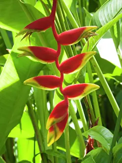Rostrata: Lobster Claw - Inflorescence