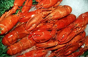 Lobster: LOBSTER - cooked and displayed on ice