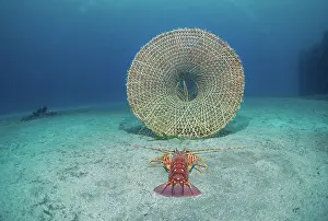 Shellfish: A lobster heads for a trap