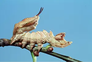 Lobster: Lobster Moth Caterpillar