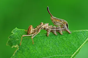Fagi: Lobster Moth caterpillar eating mimicry