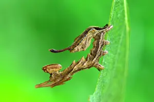 Fagi: Lobster Moth caterpillar mimicry