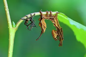 Fagi: Lobster Moth caterpillar mimicry after skinning