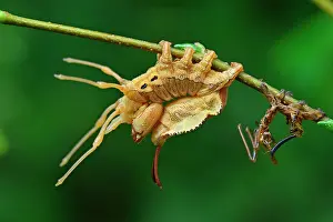 Fagi: Lobster Moth caterpillar mimicry after skinning